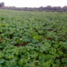Plantation | Bittergourd