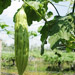 Plantation | Bittergourd