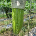 Plantation | Bittergourd