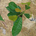 Plantation | Eggplant