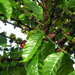 Plantation | Coffee