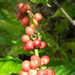 Plantation | Coffee