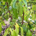 Plantation | Coffee