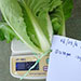 Plantation | Vegetable