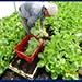 Plantation | Vegetable