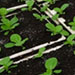 Plantation | Vegetable