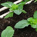 Plantation | Vegetable