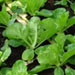 Plantation | Vegetable