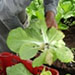 Plantation | Vegetable