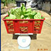 Plantation | Vegetable