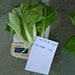 Plantation | Vegetable