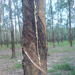 AFTER - Rubber Tree