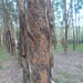 AFTER - Rubber Tree