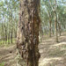 BEFORE - Rubber Tree